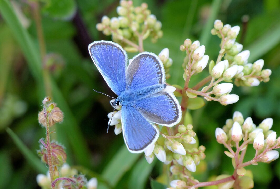 UK's Butterfly Population Booms in 2025 Amid Conservation Success
