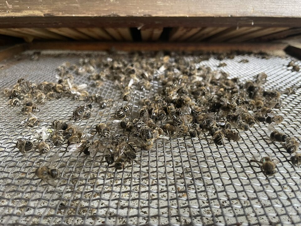 Belgian Bee Populations Fall by 22.5% Over Winter