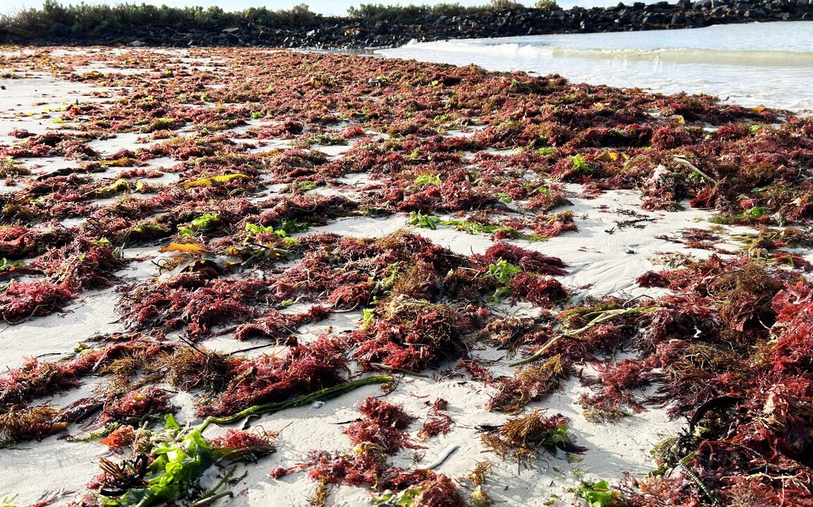 Massive Algal Bloom Hits South Australia’s Coastline