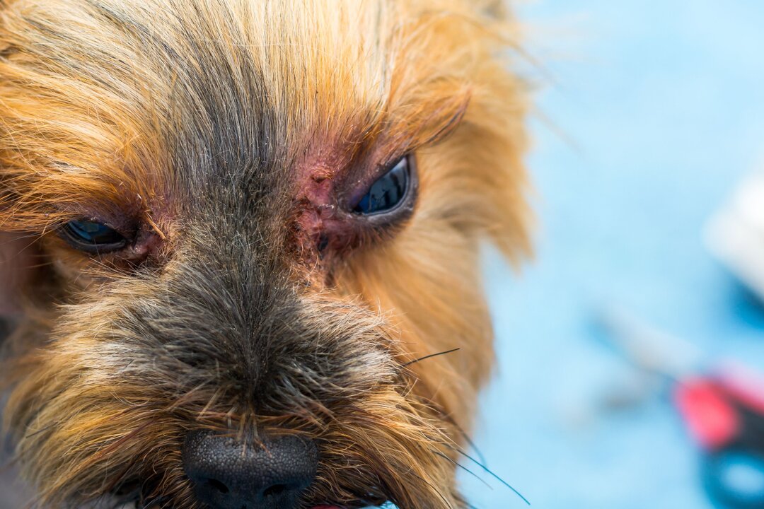 Elanco's Zenrelia Wins EU Approval for Canine Dermatitis Treatment