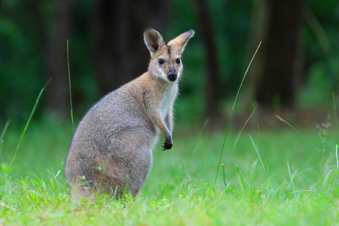 Wallabies Escape in Belgium Spark Cross-Border Police Chase