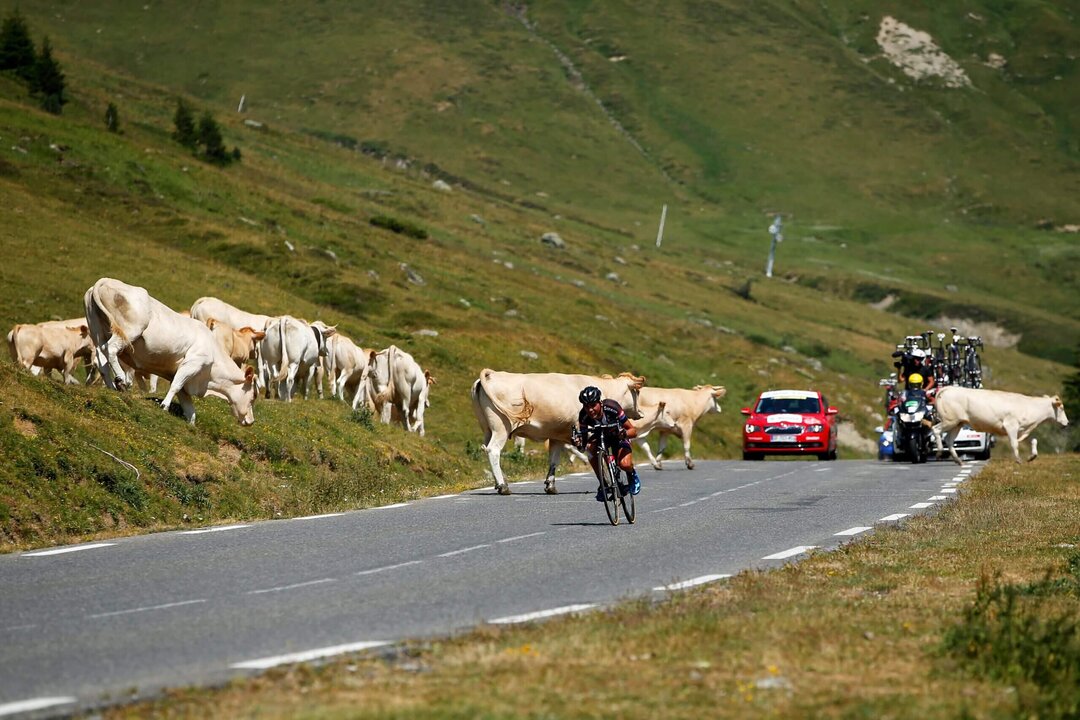 Étape 19 du Tour de France déviée en raison d'une maladie du bétail