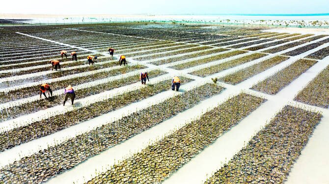 Saudi Arabia Restores Mangroves to Combat Climate Change and Boost Tourism
