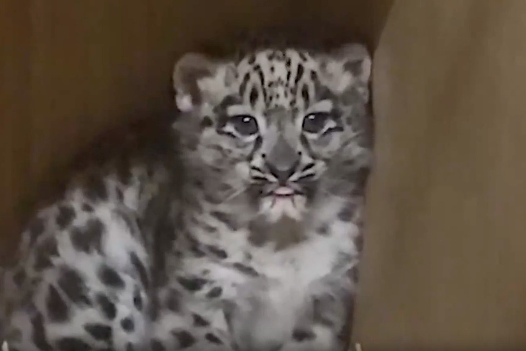 Snow Leopard Cub Born at UK Zoo for First Time in Nearly a Century
