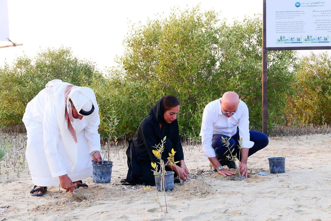 UAE Pledges to Plant 100 Million Mangroves by 2030