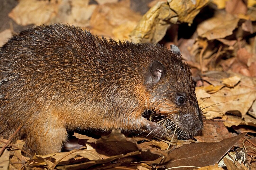 Native Rat Caught on Camera Hunting Invasive Species in Australia