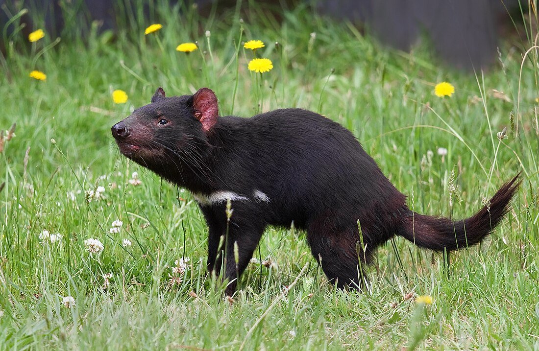 Australia Adds Tasmanian Devils to L.A. Zoo in Conservation Exchange