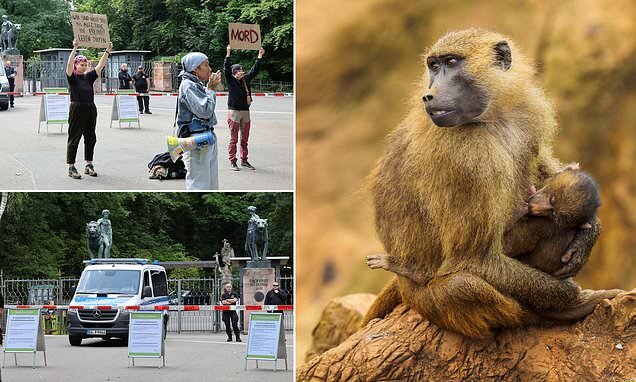 Public Outrage Erupts After German Zoo Kills 12 Baboons
