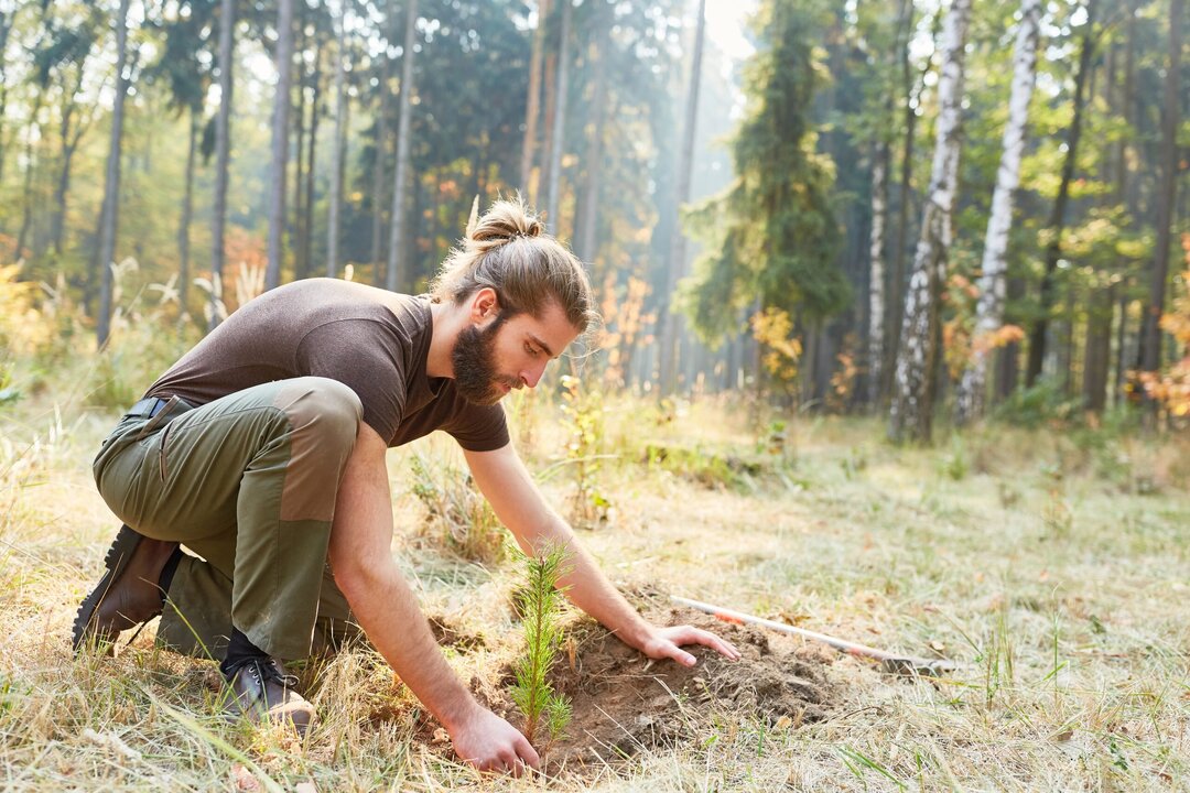 Europe’s Forests Underperforming in CO₂ Absorption, Threatening Climate Goals