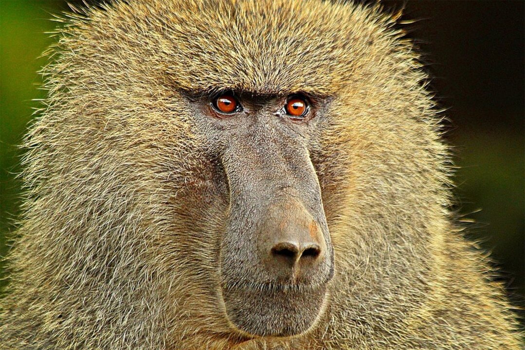 Outrage in Germany After Zoo Euthanizes 12 Baboons