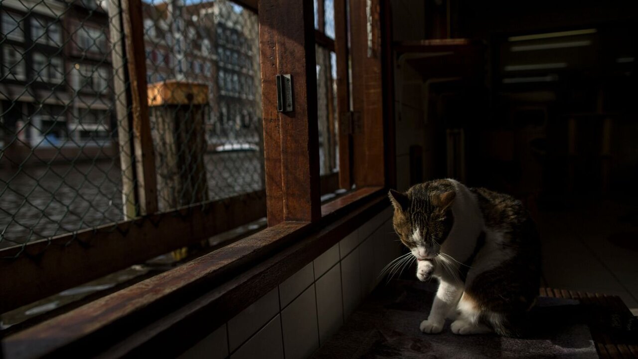 Amsterdam Installs Tiny Staircases to Help Cats Escape Canals