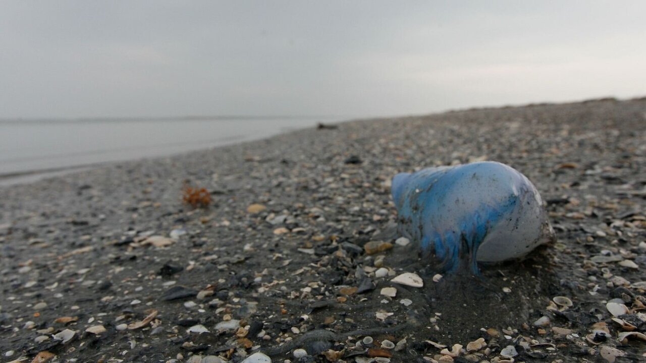 French Beaches Closed After Venomous Sea Creature Sightings