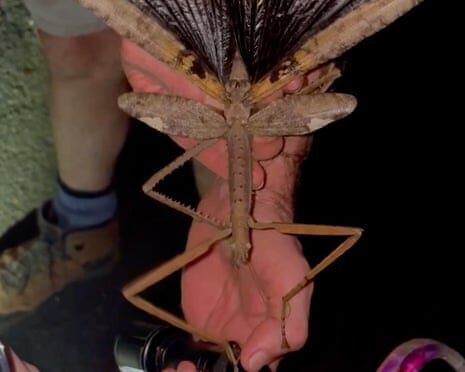 Scientists Identify New Giant Stick Insect Species in Queensland Rainforest