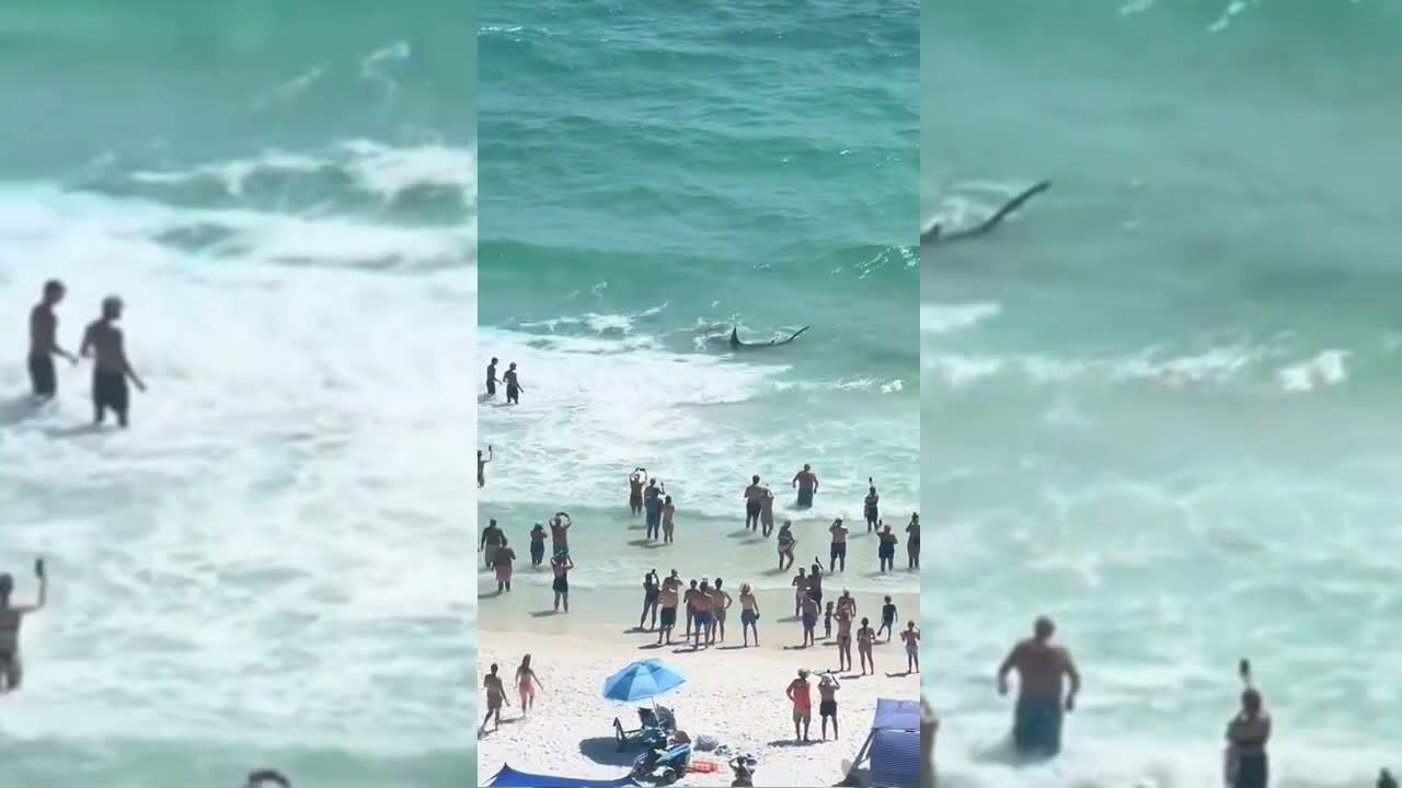 Shark and Stingray Battle Caught on Camera at Panama City Beach
