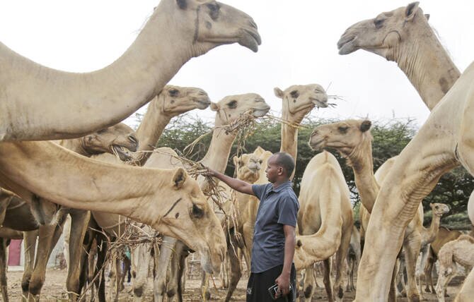 Somalia's Camel Milk Revolution: A Boon for Employment and Public Health