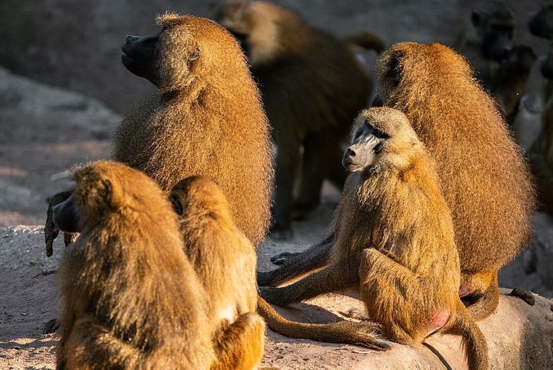 Zoo Nürnberg sieht sich Kritik ausgesetzt nach der Ausrottung und der Fütterung gesunder Paviane an Raubtiere.