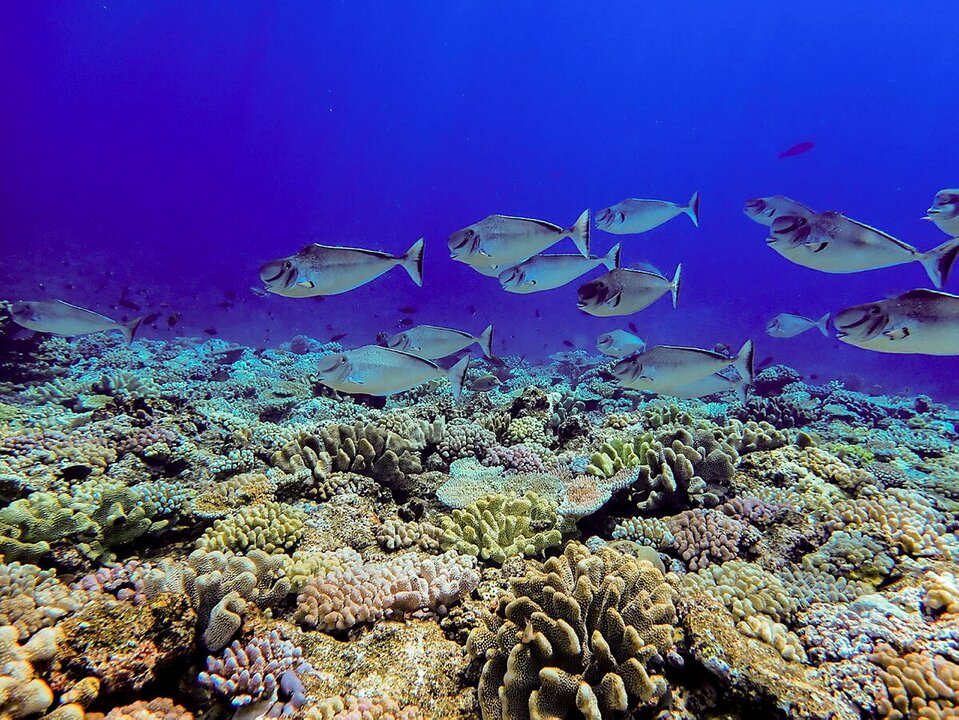 Great Barrier Reef Suffers Record Coral Cover Loss in 2024