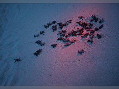 Sea Turtle Nesting Season in Full Swing in Panama City Beach