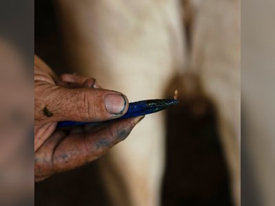 Panama Battles Screwworm Surge Threatening Livestock and Wildlife