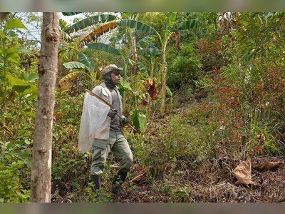 Panama Restores Forests Through Indigenous-Led Reforestation Projects