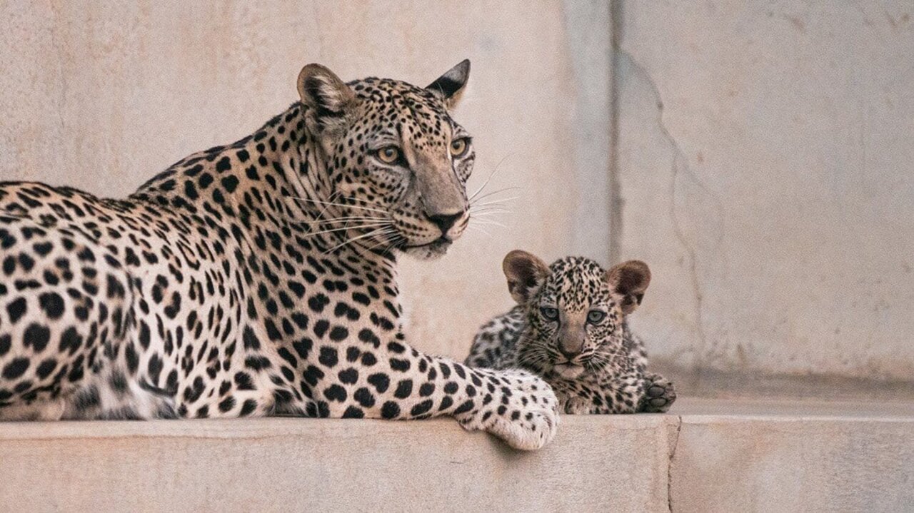 Saudi Arabia to Send Rare Leopards to National Zoo
