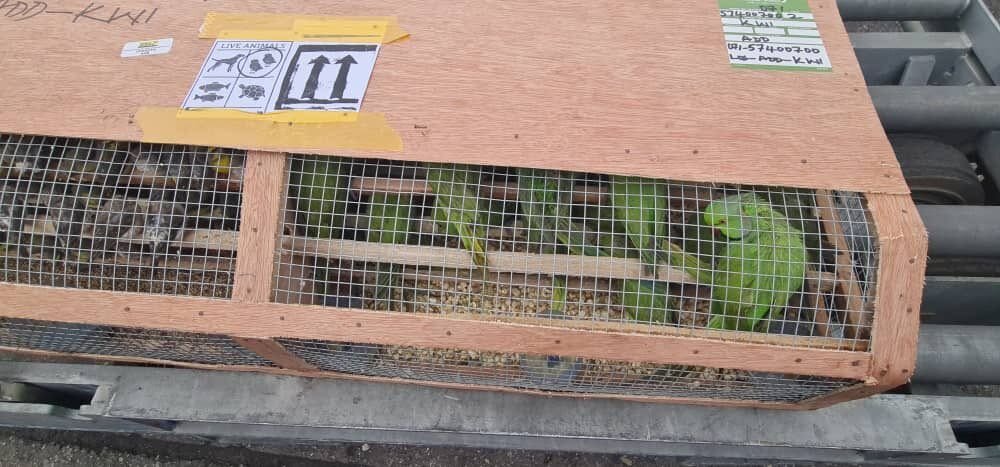 Lagos Airport Intercepts Over 1,600 Exotic Birds Bound for Kuwait