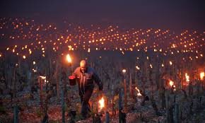 La vague de chaleur brûle le sud-ouest de la France alors que les équipes de pompiers protègent les vignobles.
