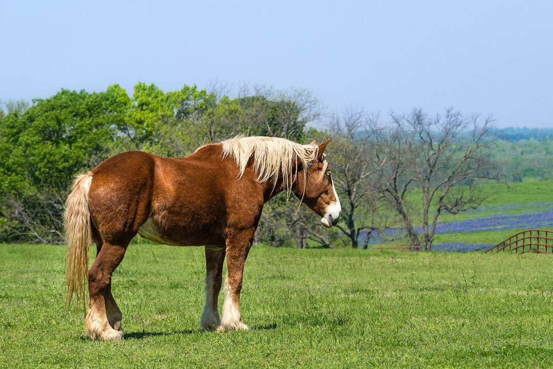 Belgium’s Brabant Horse Gains Global Recognition