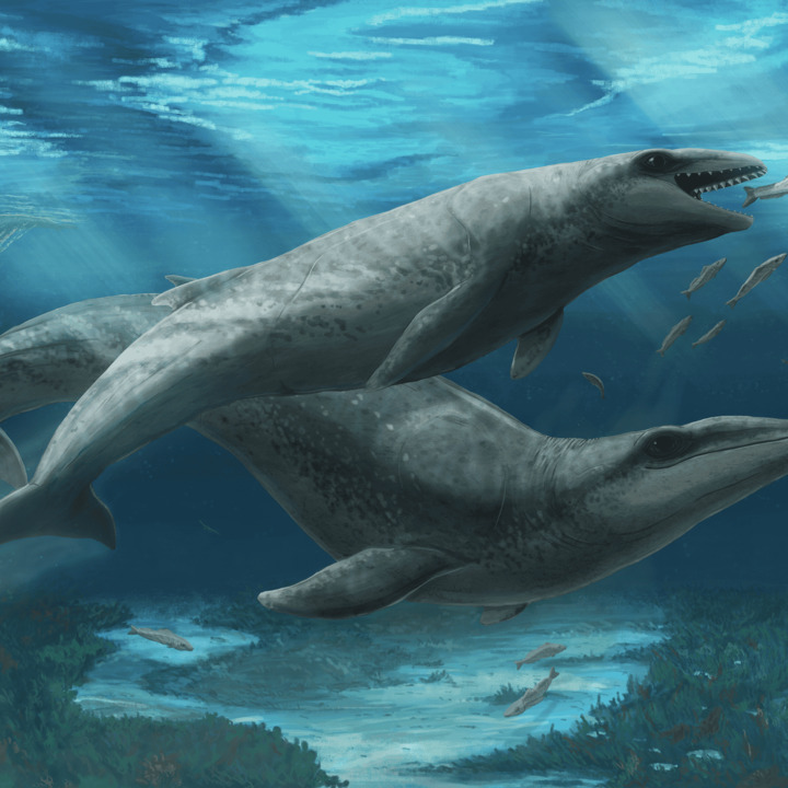 Ancient Whale with Razor-Sharp Teeth Discovered in Australia