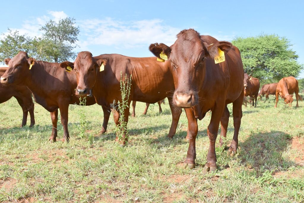 Australia Develops Biodegradable Vaccine for Foot and Mouth Disease
