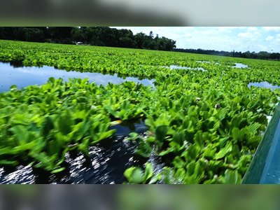 Water Lettuce Infestation Threatens El Salvador’s Largest Lake