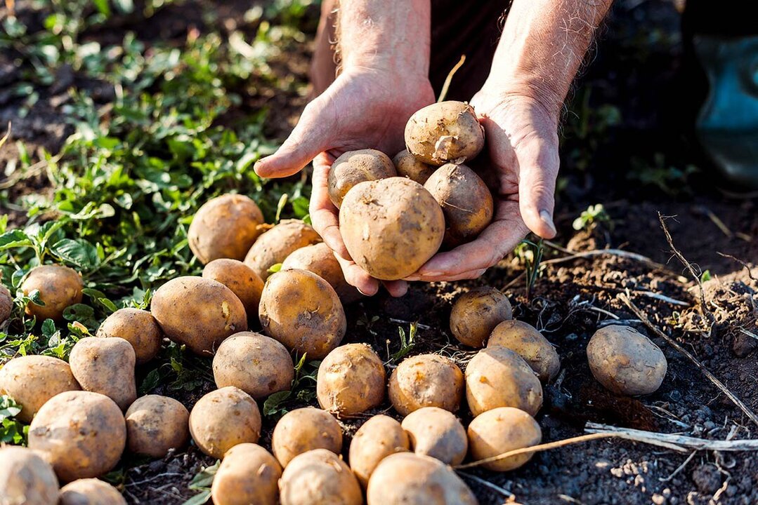 Belgium Potato Prices Plummet