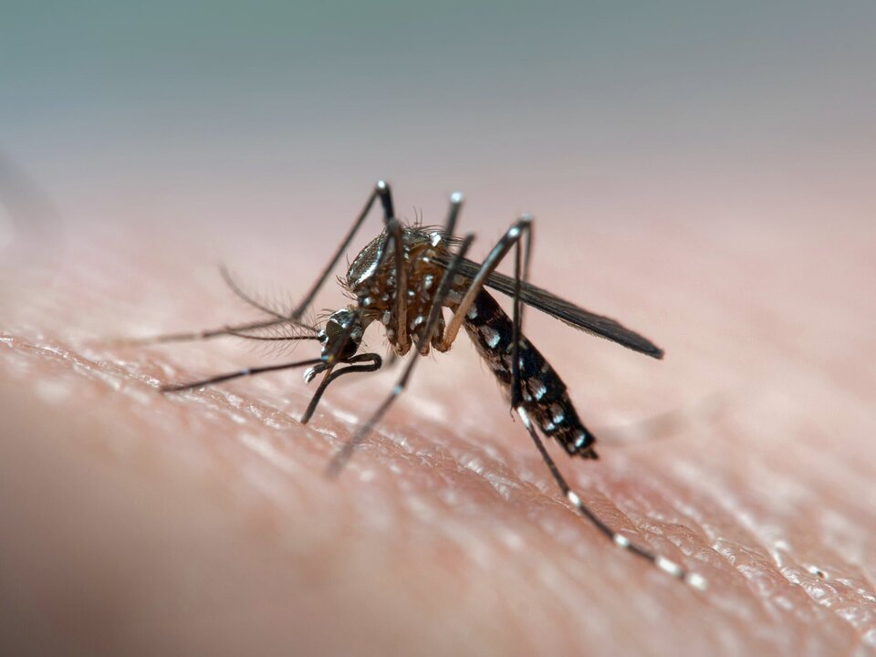 UK Reports Rise in Chikungunya Cases Amid Vaccine Safety Concerns
