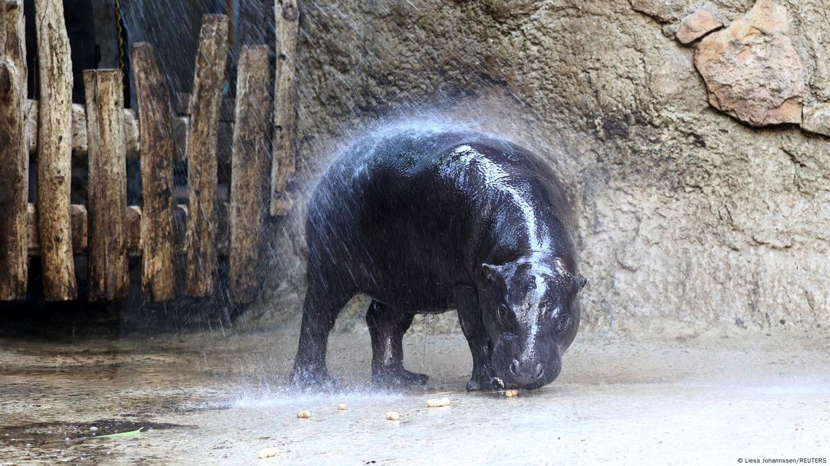 Berlin Zoo Prepares to Send Pygmy Hippo to France