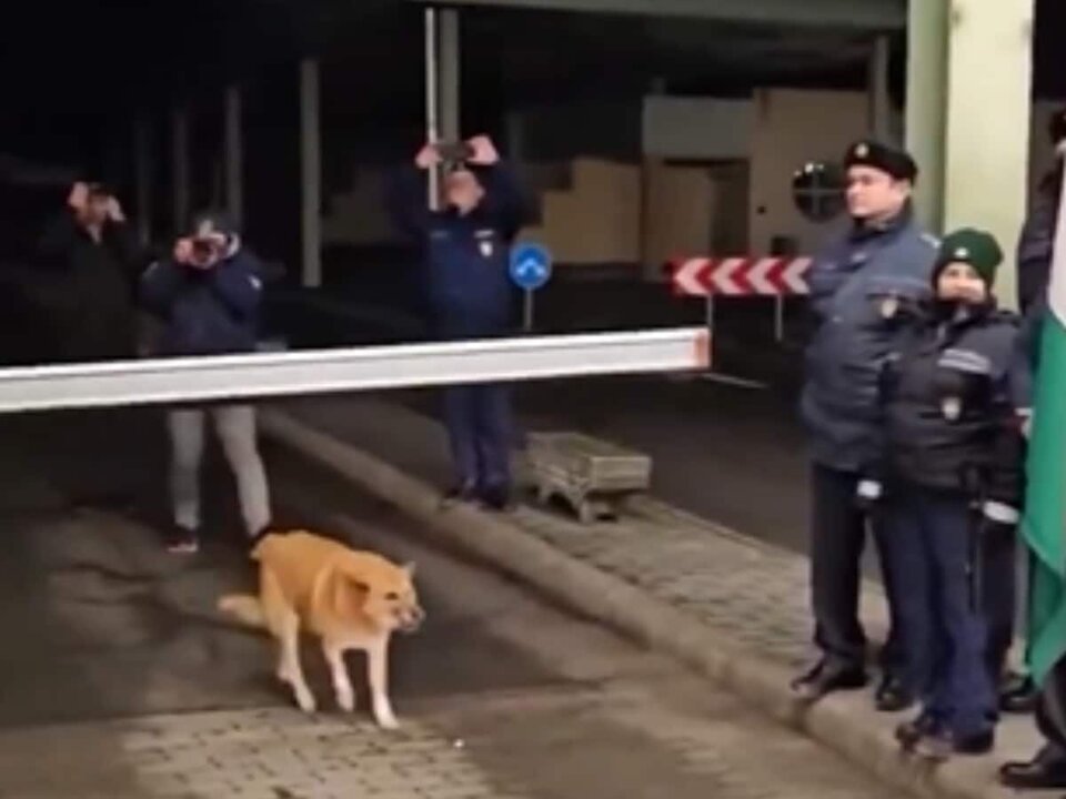 Stray Dog Applauded After Crossing Romania-Hungary Border