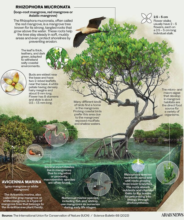 Saudi Arabia Boosts Ecosystem Restoration Research
