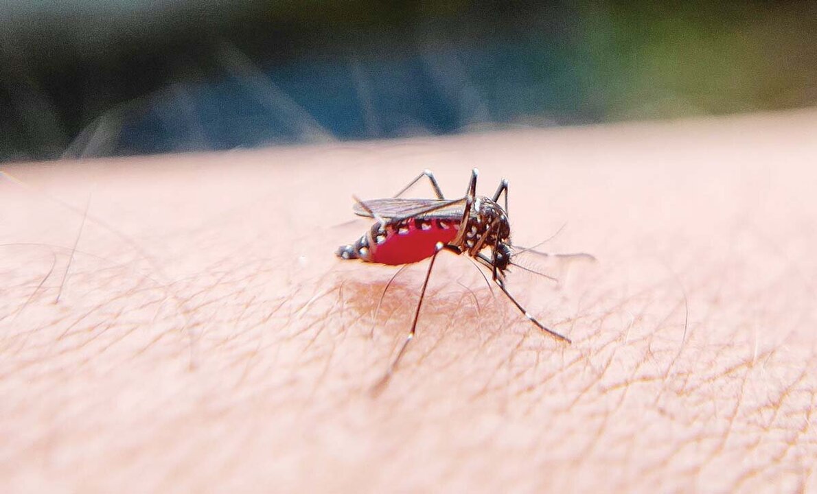 Philippines Reports 437 Dengue-Related Deaths