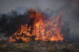 Massive Wildfire Devastates Mechelse Heide in Belgium