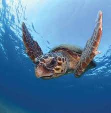 Panama Expands Sea Turtle Protection at La Barqueta Beach