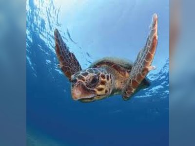Panama Expands Sea Turtle Protection at La Barqueta Beach
