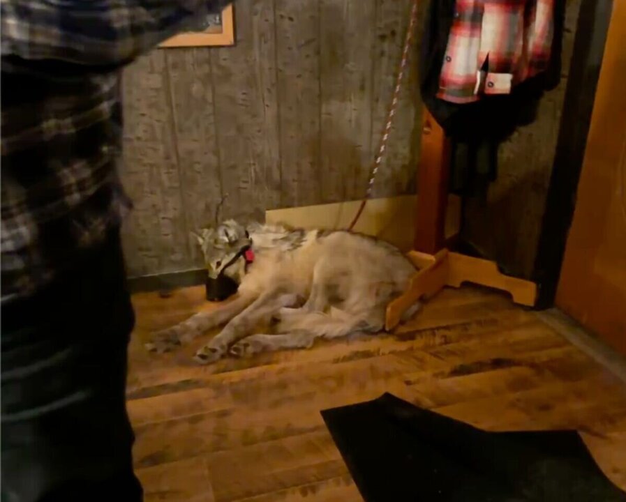 Outrage Over Release of Suspect in Costa Rica Dog Killings