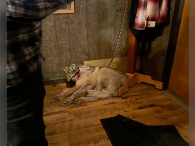 Outrage Over Release of Suspect in Costa Rica Dog Killings