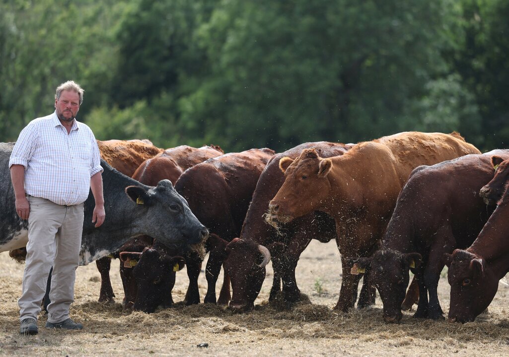 UK Beef Farmers Struggle as Drought Hits Feed Supply