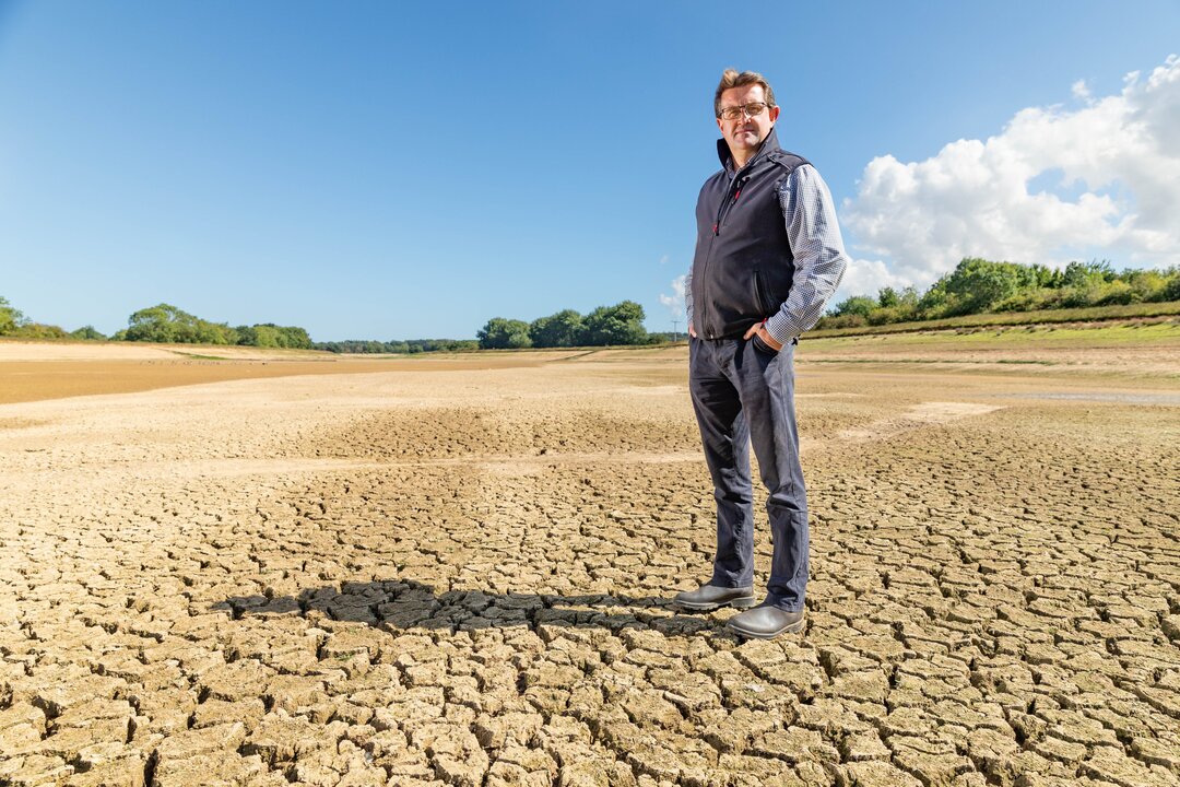 Drought Leaves UK Beef Farmers Facing Feed Shortages - London Daily