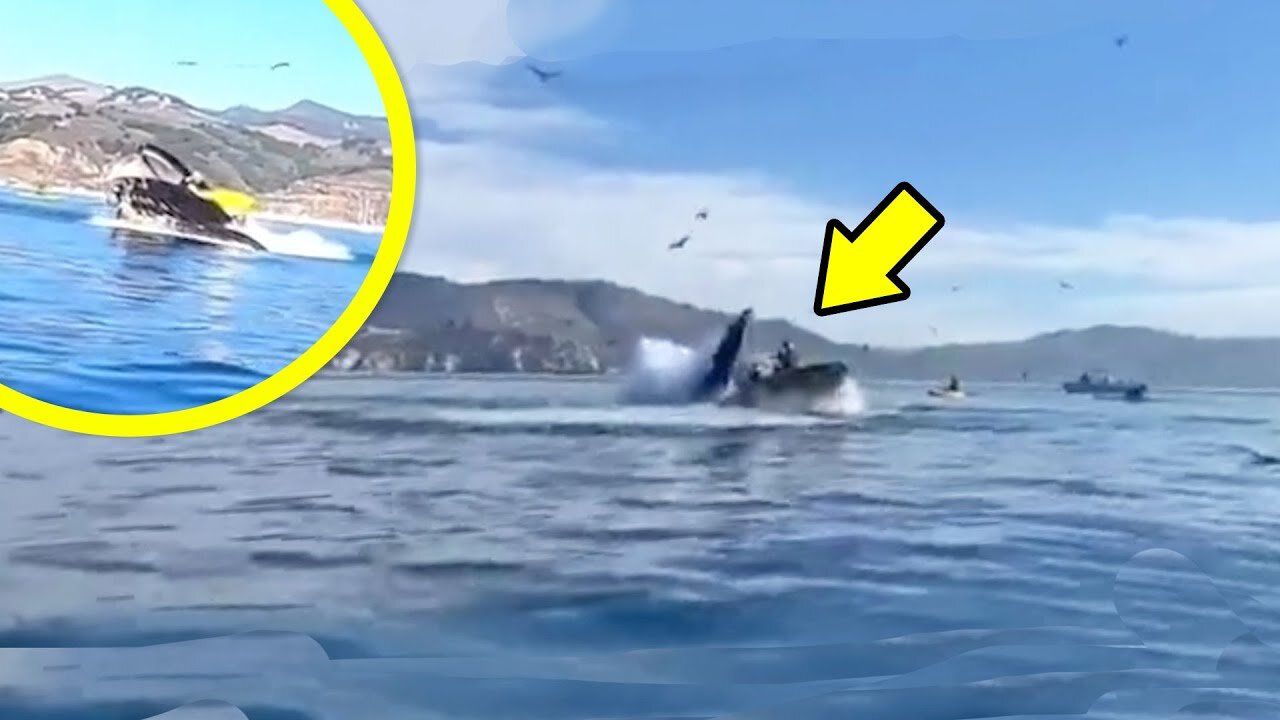 Whale Startles Kayakers in Costa Rica