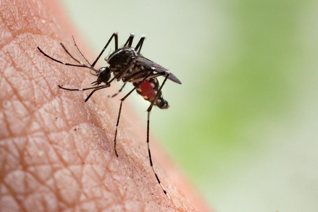 Britain Warned of Dengue Fever Risk