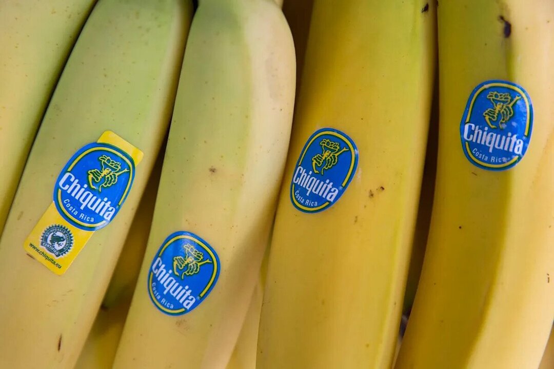 Chiquita to Resume Operations in Panama With Major Investment