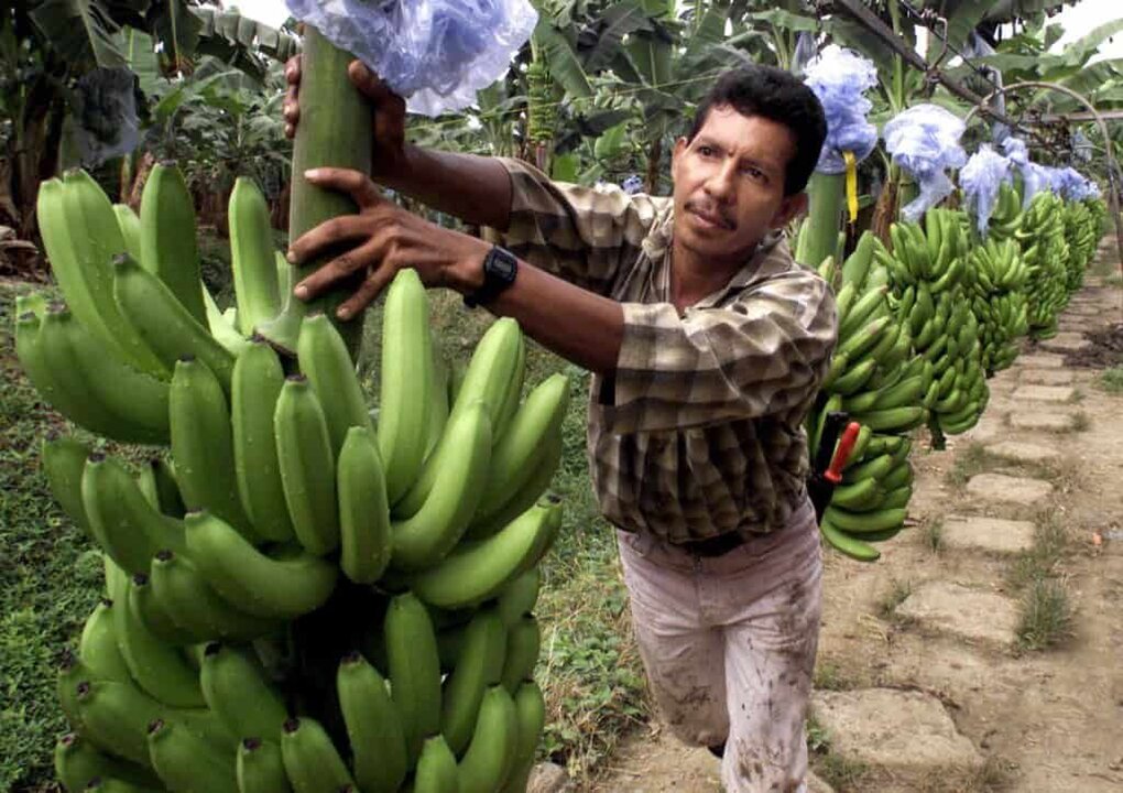 Chiquita to Rehire Thousands of Workers in Panama