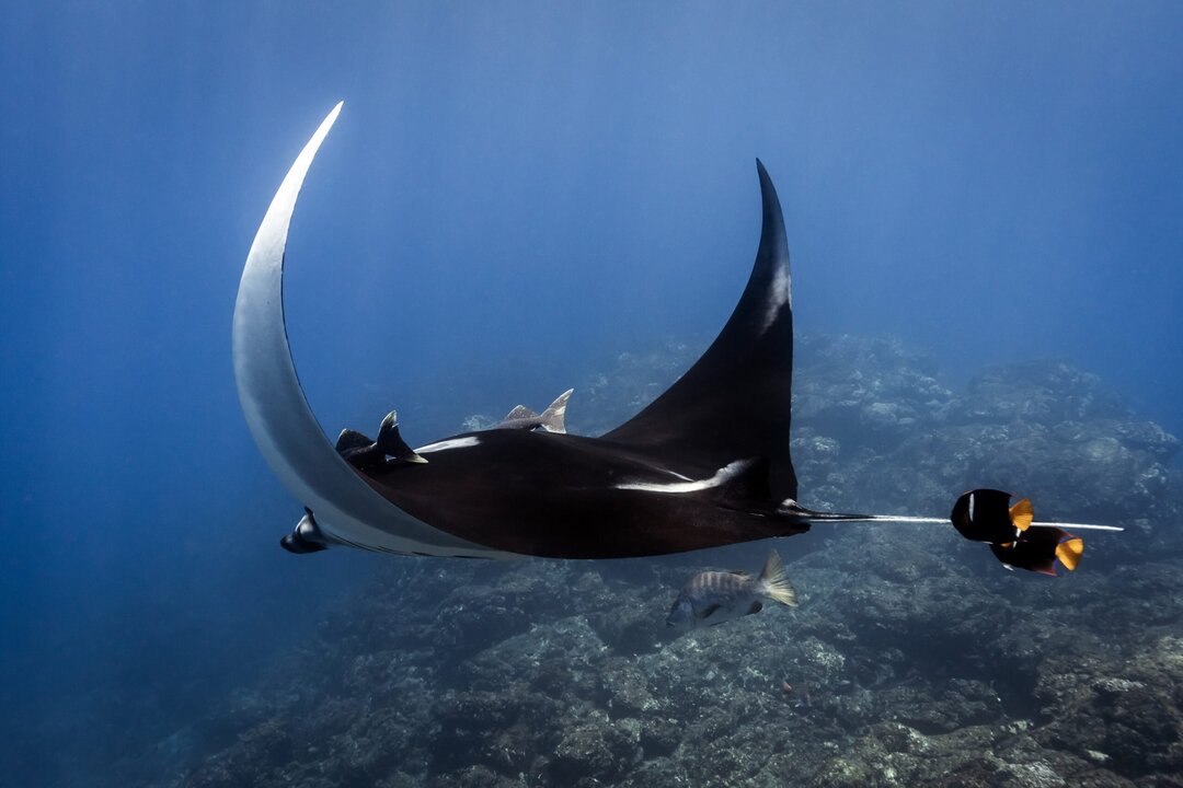 Costa Rica Expands Role in Regional Ocean Conservation