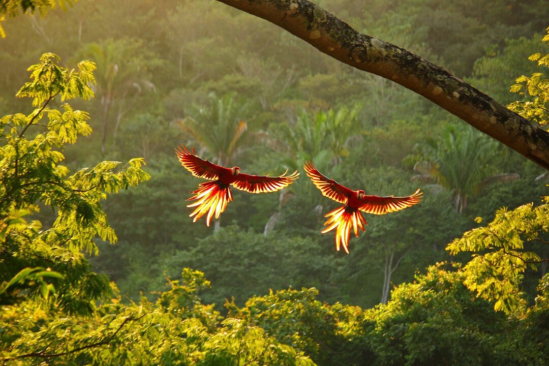 Birdwatching Tourism Thrives in Costa Rica and Neighboring Nations